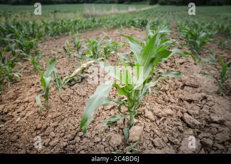 Détails avec de jeunes plants de maïs sur un champ. Banque D'Images