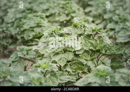 Détails avec jeunes plants de tournesol dans un champ. Banque D'Images