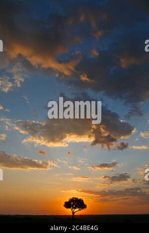 Acacia et nuages au coucher du soleil Banque D'Images