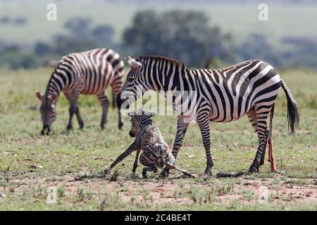 Mère Zebra (equus quagga burchellii) avec son nouveau-né Banque D'Images