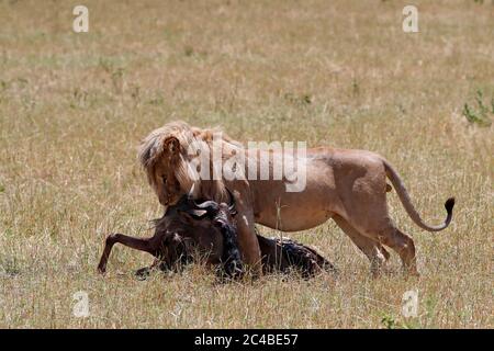 Lion (panthera leo) avec la mort la plus sauvage dans la savane Banque D'Images