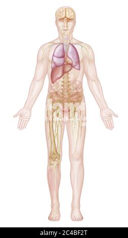 Organes, et anatomie humaine, squelette, système lymphatique pelvien. Cette illustration représente l'anatomie générale dans une silhouette masculine dans une position anatomique Banque D'Images