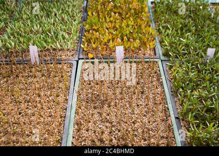 Plateaux de boutures de plantes indigènes étiquetées sur un banc dans une pépinière à Canterbury, Nouvelle-Zélande Banque D'Images