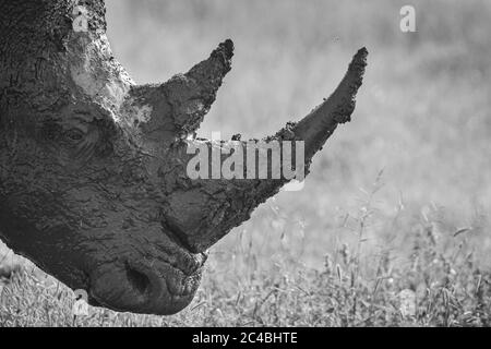 Gros plan de la tête d'un rhinocéros blanc, Ceratotherium simum, recouvert de boue, profil latéral, noir et blanc Banque D'Images