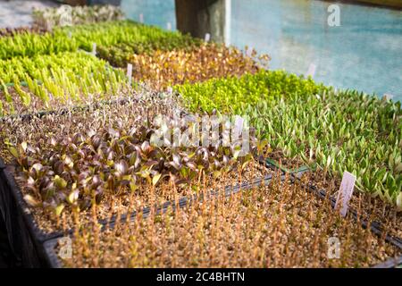 Plateaux de boutures de plantes indigènes étiquetées sur un banc dans une pépinière à Canterbury, Nouvelle-Zélande Banque D'Images