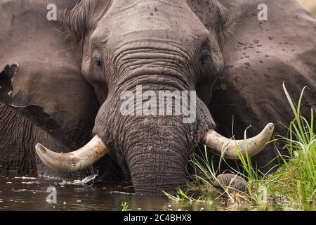 Un éléphant mature avec des défenses qui passent dans l'eau et les roseaux. Banque D'Images