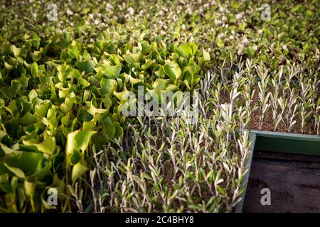 Plateaux de boutures de plantes indigènes étiquetées sur un banc dans une pépinière à Canterbury, Nouvelle-Zélande Banque D'Images