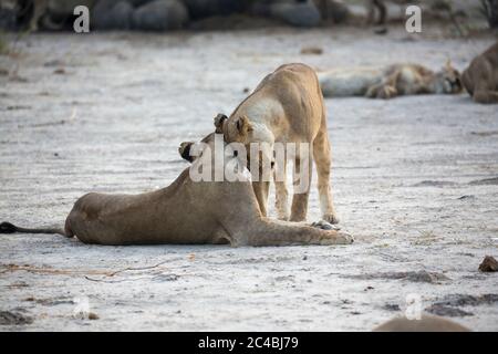 Deux lions femelles qui se niment. Banque D'Images