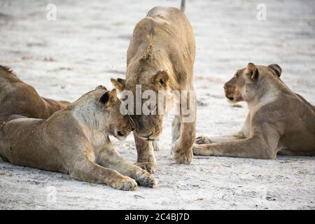 Une fierté des lions femelles. Banque D'Images