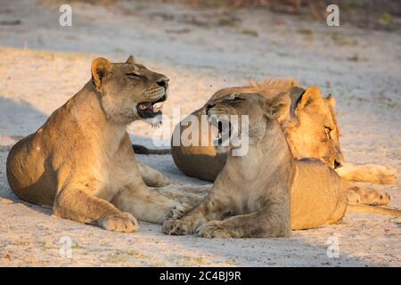 Fierté des lions femelles qui se reposent au coucher du soleil. Banque D'Images