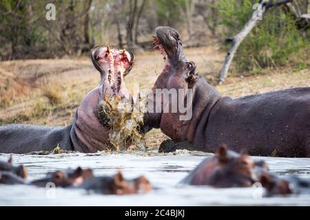 Deux hippopotames, Hippopotamus amphibius, ouvrent leur bouche tout en luttant dans l'eau, les dents et le sang visibles Banque D'Images