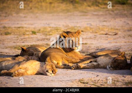 Un groupe de lions se reposant à l'ombre. Banque D'Images