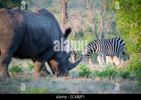 Un rhinocéros blanc, Ceratotherium simum, se dresse au premier plan, un troupeau de zébrures en arrière-plan, Equus quagga Banque D'Images