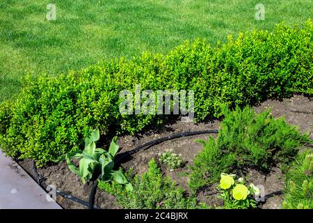 parterre à fleurs avec une plante verte qui pousse dans le sol avec irrigation goutte à goutte, des plantations de gros plan avec des buissons de buis de buis sur une pelouse verte. Banque D'Images