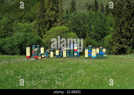 ruche d'abeilles dans la nature pure dans les montagnes Banque D'Images