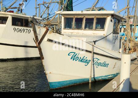 Bateaux à crevettes dans la marina, Corpus Christi, Texas, États-Unis Banque D'Images