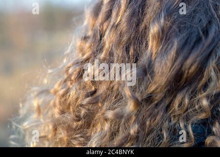 Photo des boucles de cheveux légers, fragmentés, gros plan Banque D'Images