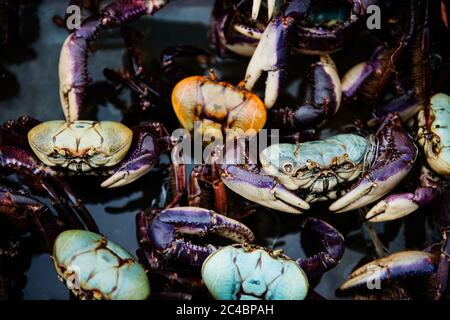 Crabes bleus à vendre sur le marché, Rio de Janeiro, Brésil Banque D'Images