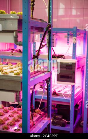 Moscou, Russie 13 mai 2020 : plantes dans un système de croissance verticale avec des lumières à DEL. Banque D'Images