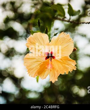 Fleur d'hibiscus jaune, Morro de sao paulo, Brésil, Amérique du Sud Banque D'Images