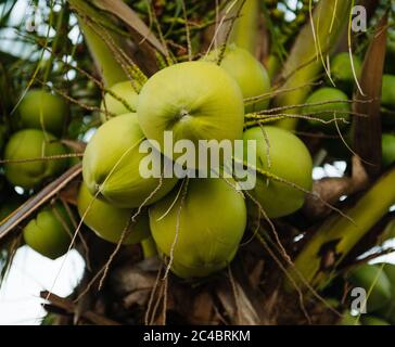 Noix de coco sur l'arbre, morro de sao paulo, Brésil, Amérique du Sud Banque D'Images