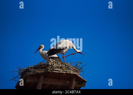 Quelques Storks sont dans leur Nest sur le toit de l'hôtel de ville à un Sunny Spring Day en avril 2020, Giengen, Swabian Alb, Allemagne, Europe Banque D'Images