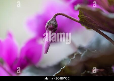 Cyclamen européen (Cyclamen purpurascens), Bud, pays-Bas Banque D'Images