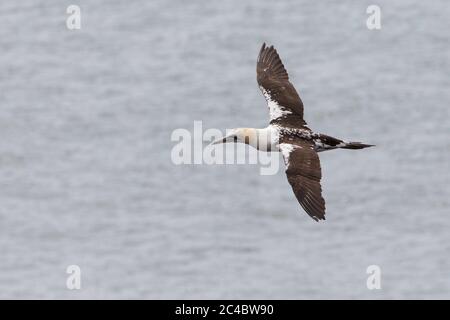 gantet du nord (Sula bassana, Morus bassanus), troisième année calendaire Gannet du Nord volant sur la mer du Nord, Allemagne, Schleswig-Holstein, Heligoland Banque D'Images