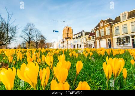 Crocus jaune (Crocus spec.), floraison sur une pelouse d'un parc, pays-Bas Banque D'Images