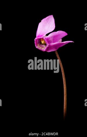 Cyclamen européen (Cyclamen purpurascens), fleur sur fond noir, pays-Bas Banque D'Images