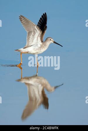 Piper de sable à pilotis (Micropalama himantopus), adulte non-reproducteur qui s'enferme des eaux peu profondes, Puerto Rico, refuge national de la faune de Cabo Rojo Salt Flats, Cabo Rojo Banque D'Images