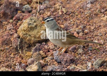 Bruant à couronne blanche de Gambel, Bruant à couronne blanche (Zonotrichia leucophyrys gambelii), perçant sur le sol, vue latérale, Açores Banque D'Images