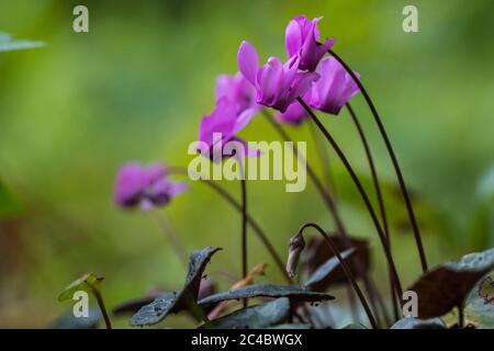 Cyclamen européen (Cyclamen purpurascens), floraison, pays-Bas Banque D'Images