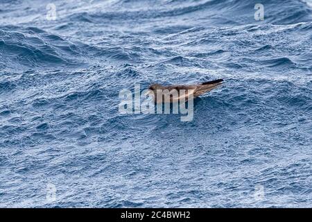 Le pétrel de bulwer (Bulweria bulwerii), baignade sur l'océan Atlantique, vue latérale, Cap-Vert, Sao Nicolau Banque D'Images