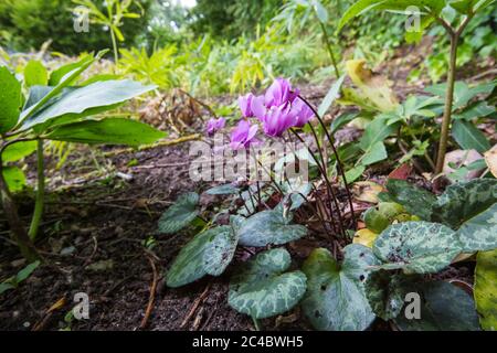 Cyclamen européen (Cyclamen purpurascens), floraison, pays-Bas Banque D'Images