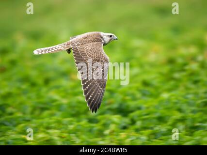 Le falcon Saker (cherrug Falco), l'oiseau Falcon échappé avec une cloche et une courte sangle en vol, Finlande, Vaasa Banque D'Images