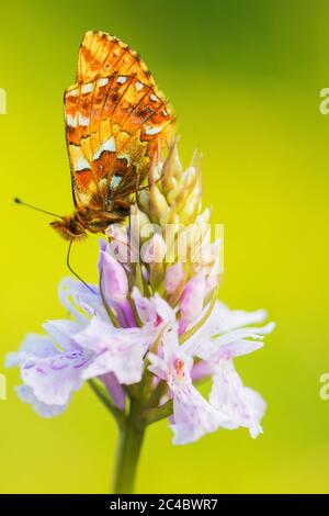 Fritillaire aux canneberges (Boloria aquilonaris), à Dactylorhiza, en Allemagne, Rhénanie-du-Nord-Westphalie Banque D'Images