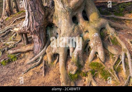 Hêtre commun (Fagus sylvatica), racines de hêtre et de pin, Allemagne, Schleswig-Holstein, Bissee und Rathjensdorf BEI Ploe Banque D'Images