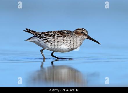 Ponce à bec large (Calidris falcinellus, Lilicola falcinellus), fourrager en eau peu profonde, vue latérale, France, Hyères Banque D'Images