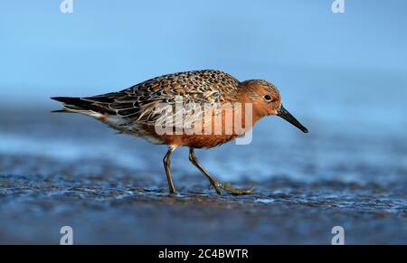 Nœud rouge (Calidris canutus), marche en été plumage dans les boues, vue latérale, France, Hyères Banque D'Images