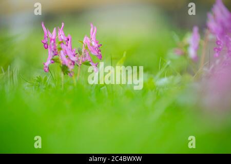 Corydalis à tubére solide, oiseau dans un Bush, Fumewort (Corydalis solida, Corydalis bulbosa, Fumaria bulbosa), floraison, pays-Bas, Drenthe Banque D'Images