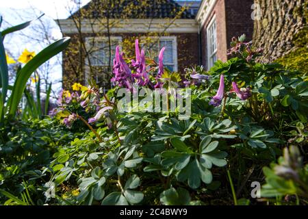 Corydalis à tubére solide, oiseau dans un Bush, Fumewort (Corydalis solida, Corydalis bulbosa, Fumaria bulbosa), floraison dans un jardin, pays-Bas, Drenthe Banque D'Images