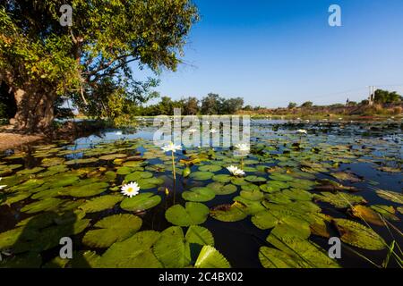Nénuphars égyptiens, lotus égyptien blanc (Lotus de Nymphaea), population en fleurs, Gambie, Lower River Division LRD, Tendaba Banque D'Images