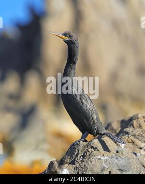 Le cerf de mer (Phalacrocorax aristotelis desmarestii, Phalacrocorax desmarestii), perchée sur une roche côtière, vue latérale, France, Hyères Banque D'Images