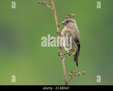 Açores Bullfinch (Pyrrhula murina), perchage d'oiseaux juvéniles à une pilotis, vue latérale, Portugal, Açores, Sao Miguel Banque D'Images