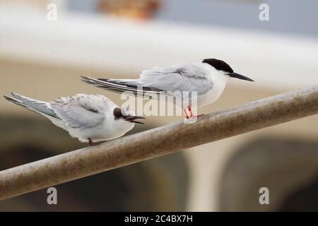 Sterne de dougall (Sterna dougallii), perches d'oiseau adulte avec un enfant mendiant sur une tige métallique, vue latérale, Portugal, Açores, Terceira, Ponta Delgada Banque D'Images