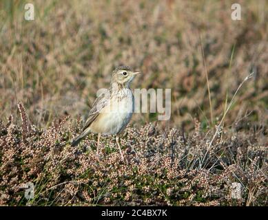 Pitpit de Blyth (Anthus godlewskii), jeunes oiseaux qui percvent sur les cuirs, France, Ouessant Banque D'Images