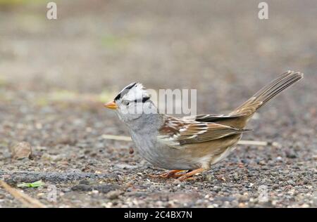 Bruant à couronne blanche de Gambel, Bruant à couronne blanche (Zonotrichia leucophyrys gambelii), perçant sur le sol, vue latérale, Açores Banque D'Images