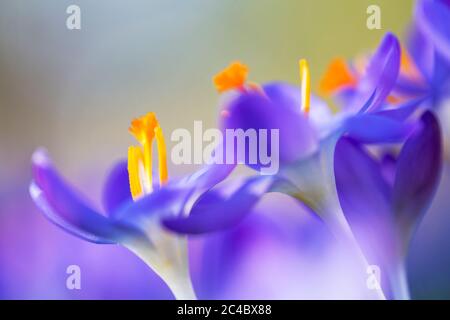 Crocus précoce, crocus des bois, crocus de Tomasini (Crocus tommasinianus), fleurs, pays-Bas, Frise Banque D'Images