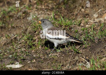 finch (Montifringilla nivalis), pouliche d'oiseaux sur le sol, vue latérale, France, le Monetier-les-bains Banque D'Images